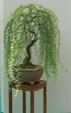 60 My Favorite Beautiful list of Trees for Bonsai [pics]