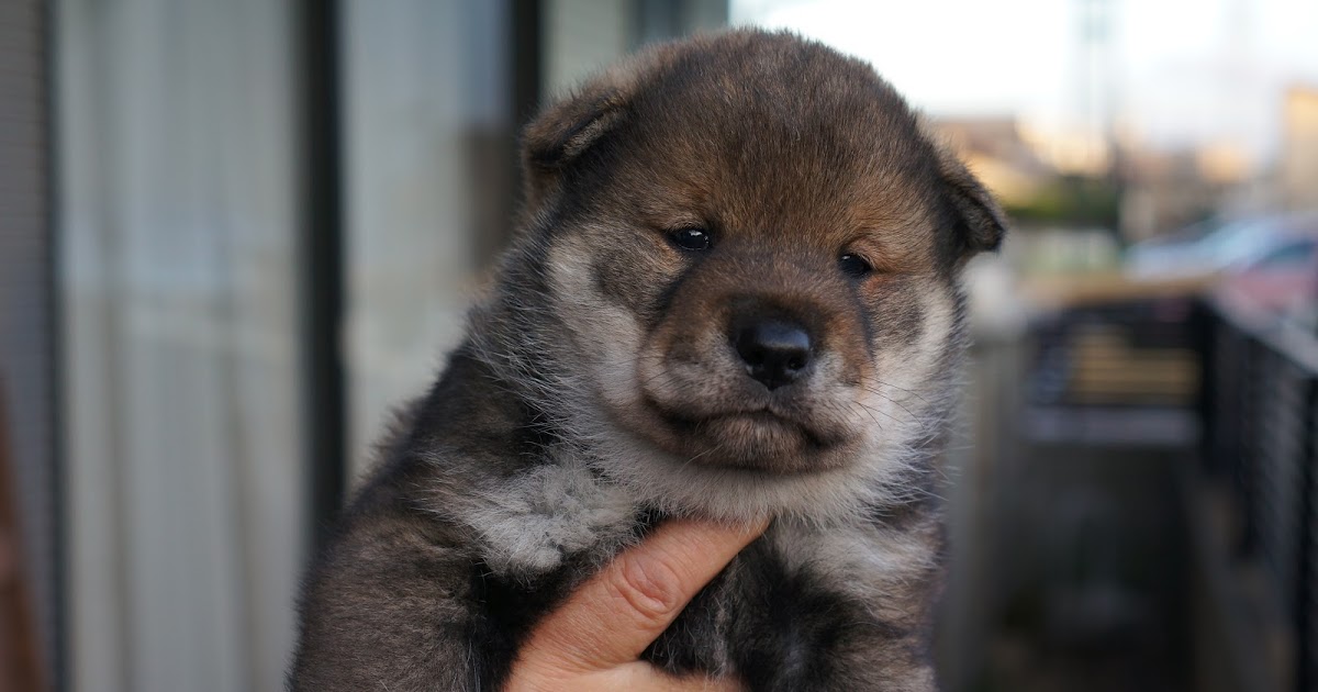 四国犬 子犬 譲渡可能