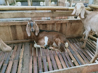 Tips Sukses Usaha Ternak Kambing Jawa Randu _ Bisnis Kambing Sukses ( Bagian 1 )