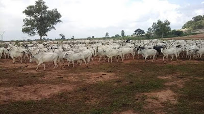 4 Cattle Rustling: Air Force recovers '665 Cows & 141 Sheep/Rams'
