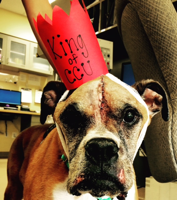 vca veterinary referral associates