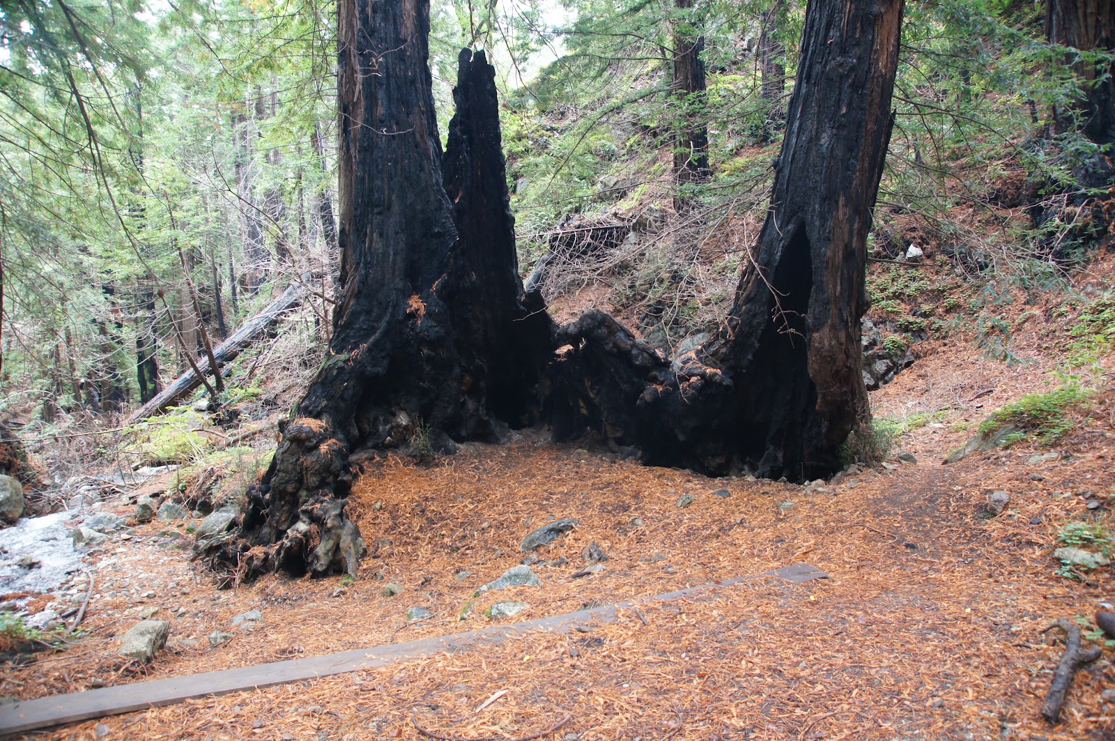 Mamma Quail Hiking California Redwoods In the Rain A Wet Hiking at