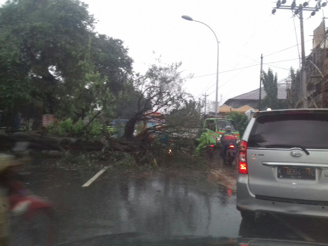 pohon8