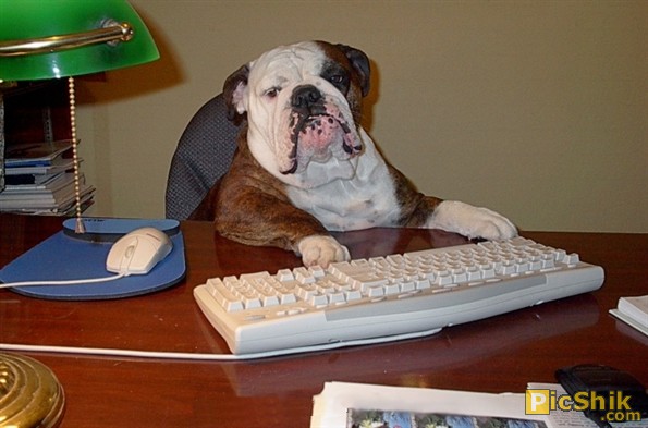 dog-at-computer-desk.jpg