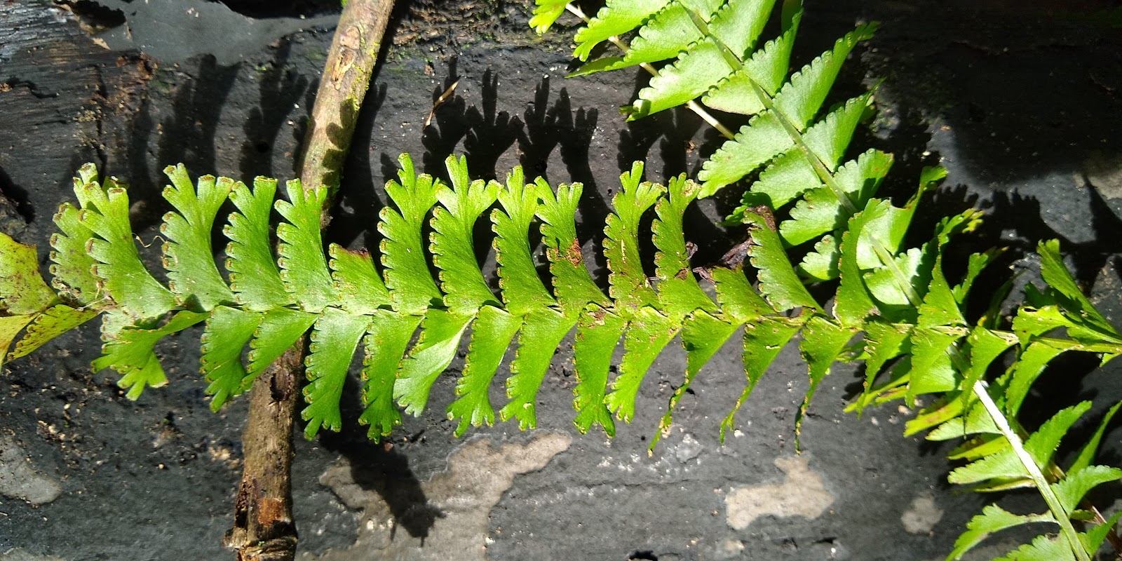 Seedless vascular plant walk and talk