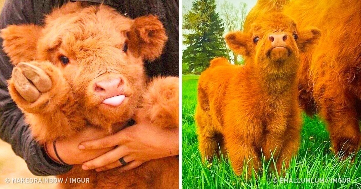28 Adorably Pictures Of Baby Animals We Want To Adopt Right Now