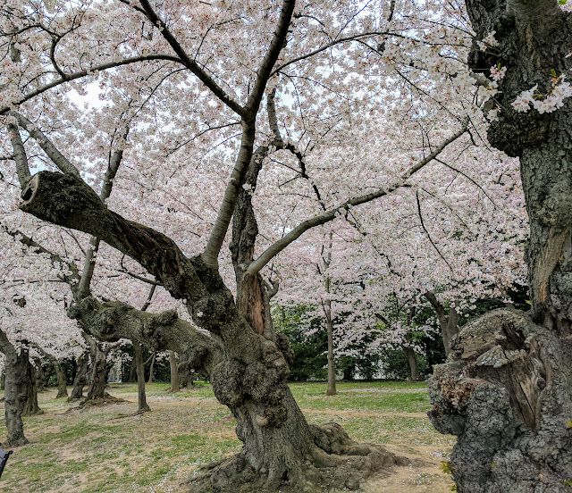 Сакура. Місто Вашинтгтон.(Cherry blossom, Washington, D.C)