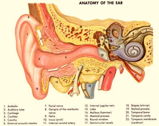 Anatomi telinga manusia