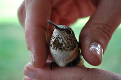 hummingbird metabolism oh