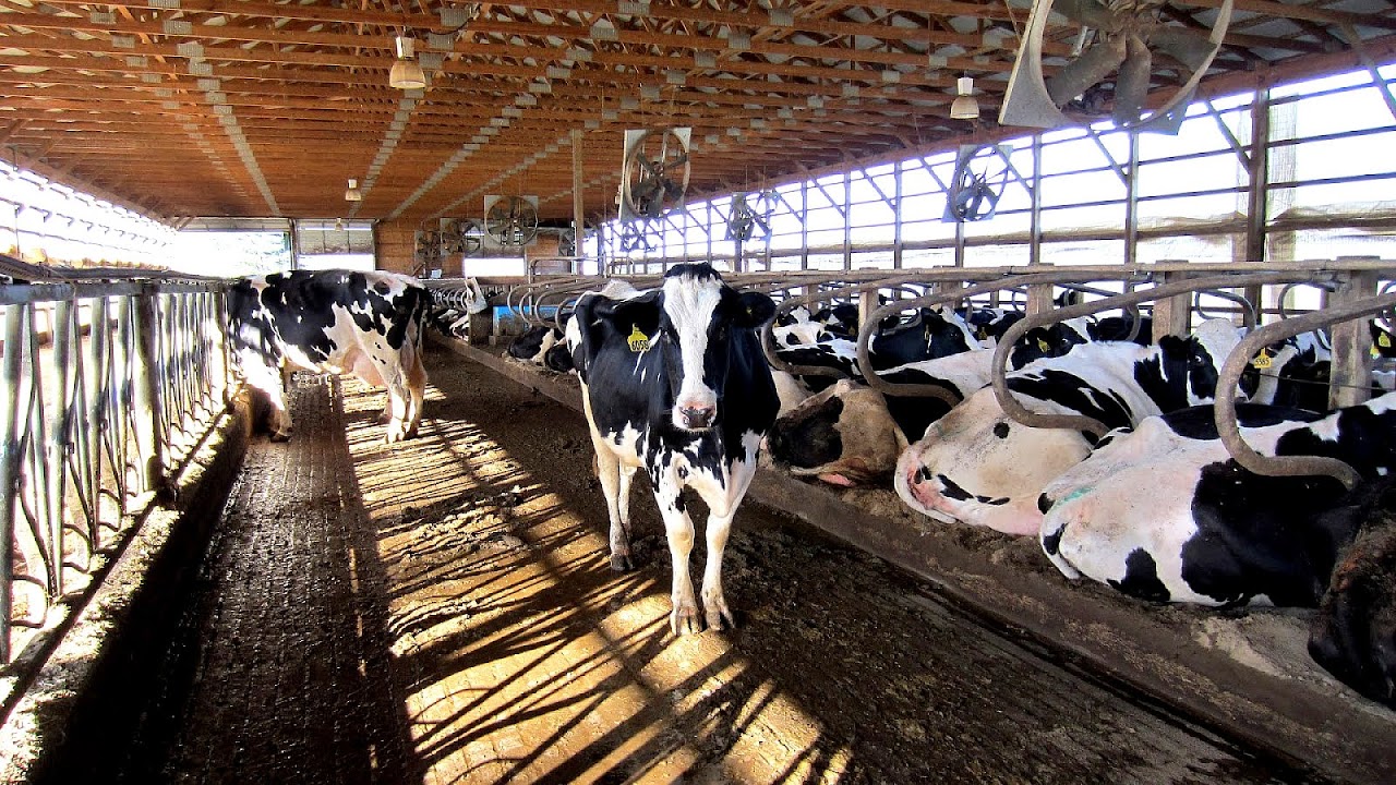 Inhumane Treatment Of Farm Animals Farm Choices