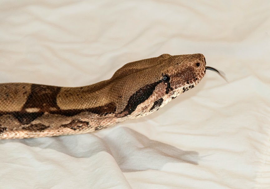 Pacific Science Center Life Sciences: Our Snake with an Ache