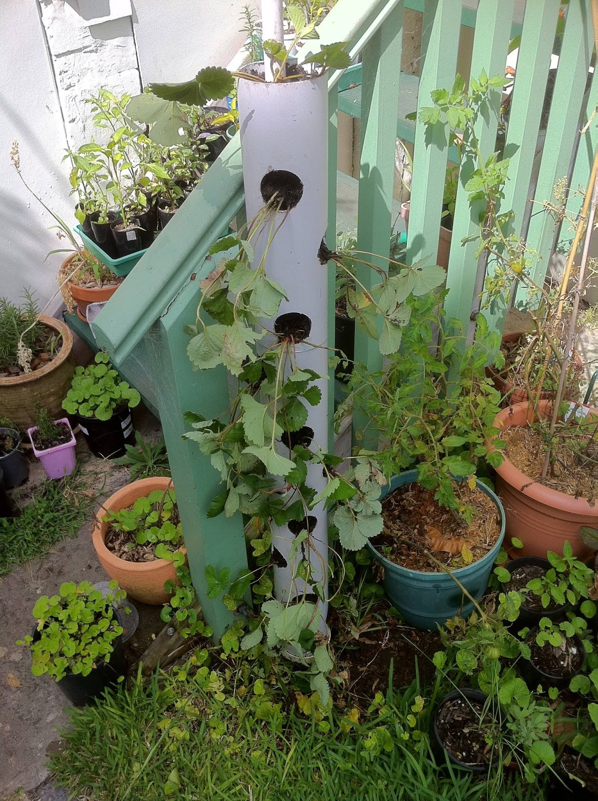 How To Make a Vertical Strawberry Tower From PVC Pipe Decor Units