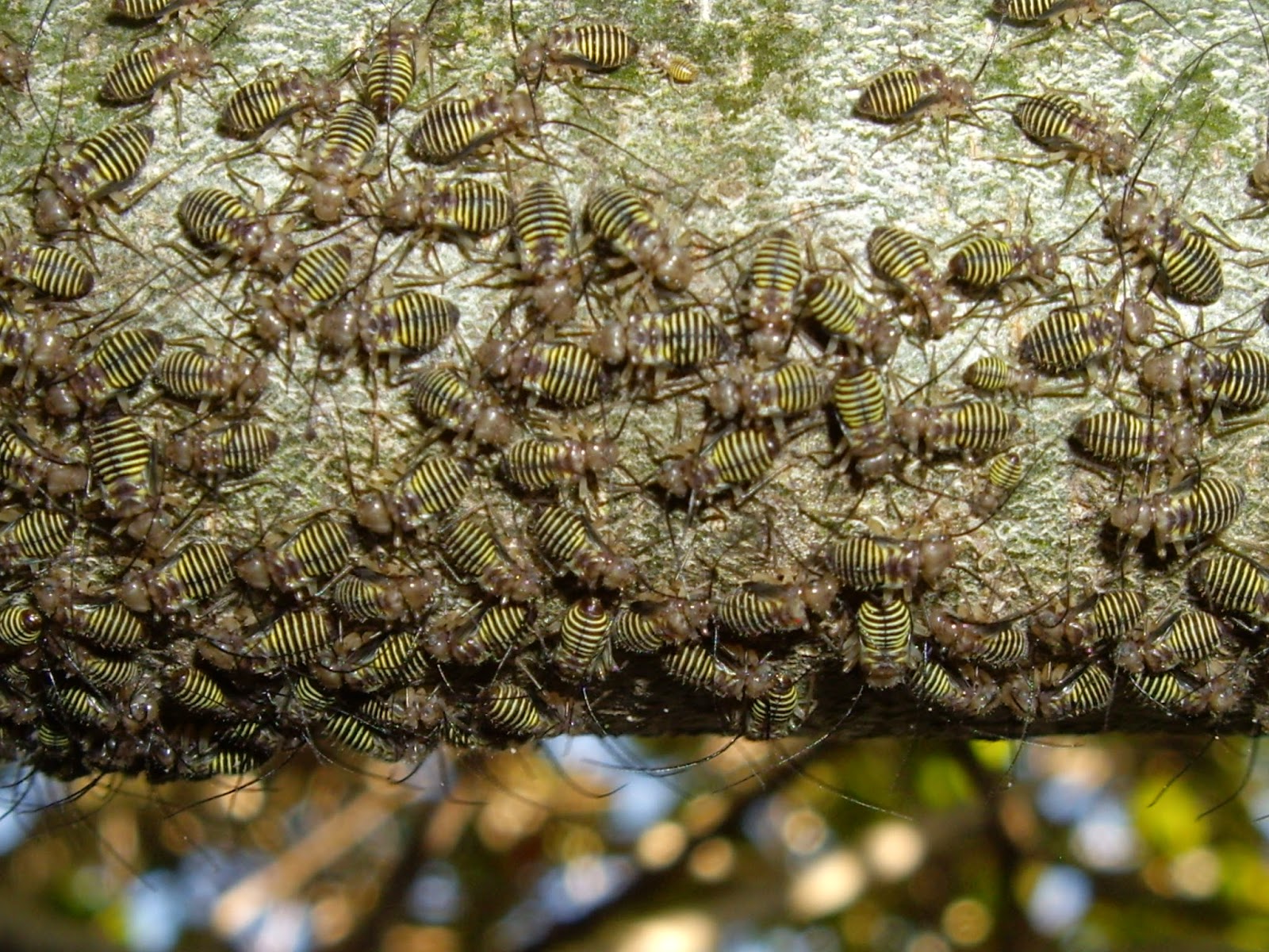 A California Native Plant Garden in San Diego County Bark Lice