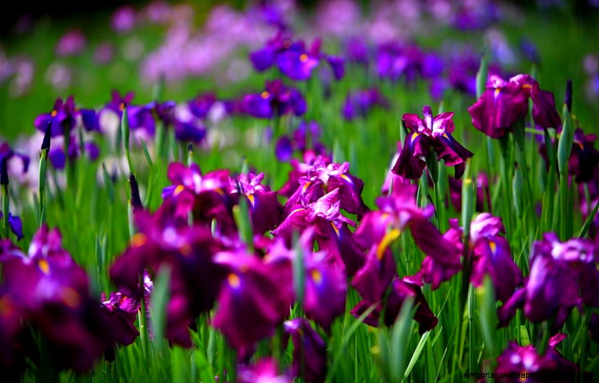 Iris Flower   Flower Pictures