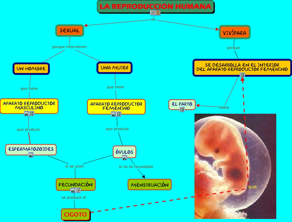 Aspectos Biofisicos De La Reproduccion Humana puertadelasierra6.blogspot.com