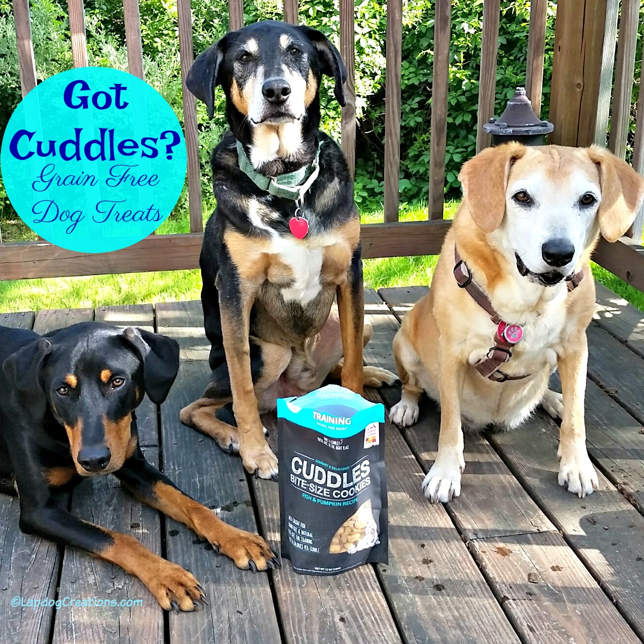 Lapdog Creations Who Knew Cuddles Were Tasty? TryTHK