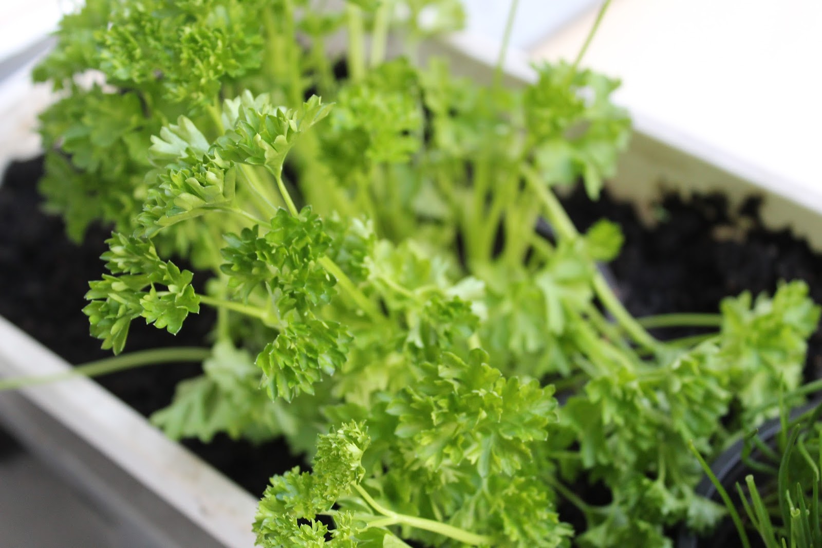 Mein Balkon Kräutergarten neu Schnittlauch und Petersilie
