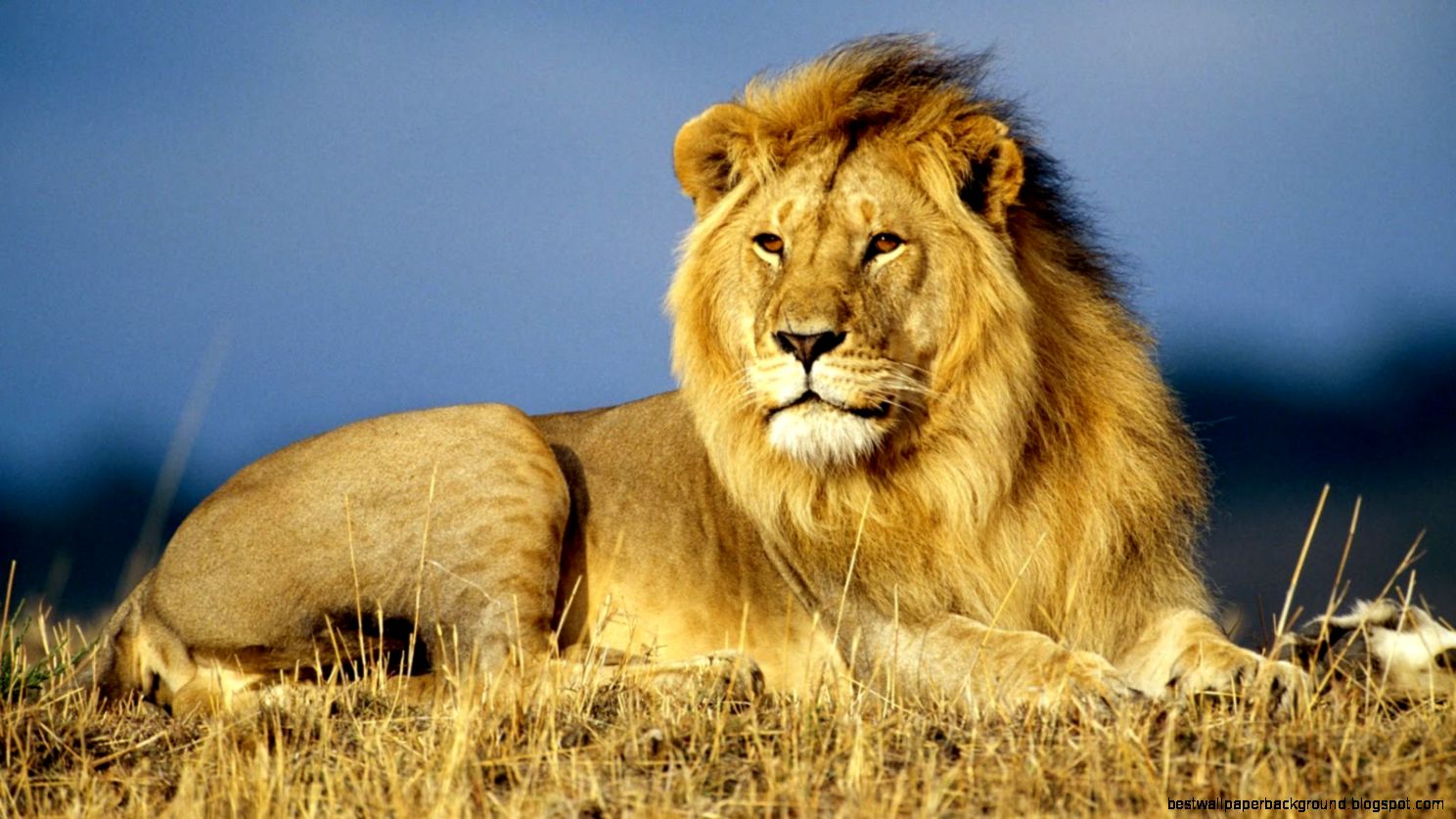 Beautiful lion wallpapers