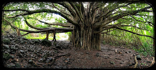 A Very Large Banyan Tree on the Pipiwai Trail Maui, Hawaii
