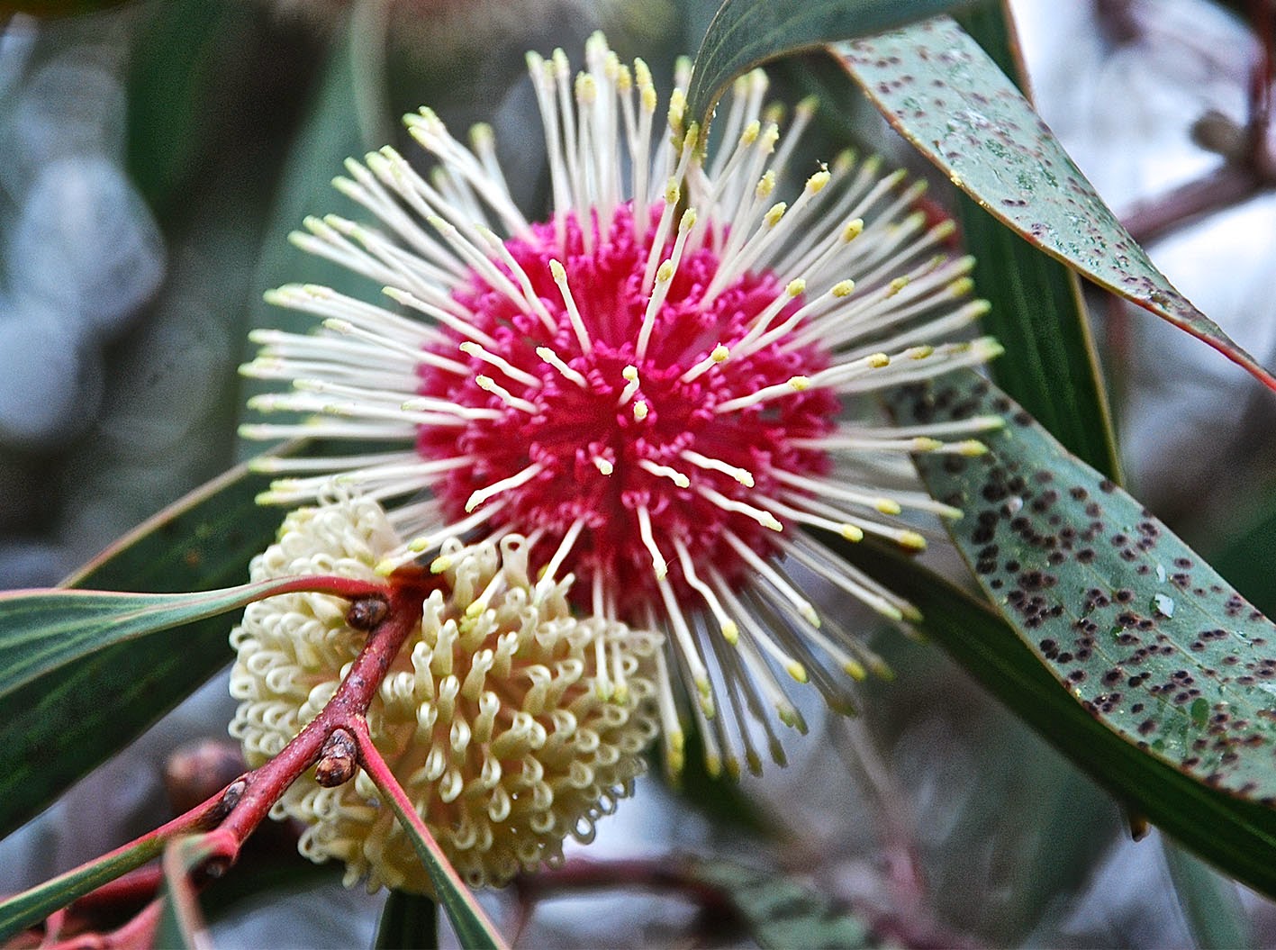 garden delights TODAY'S FLOWERS & I Heart Macro Pincushion Hakea