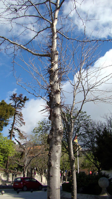 Acacia de tres espinas (Gleditsia triacanthos L.).