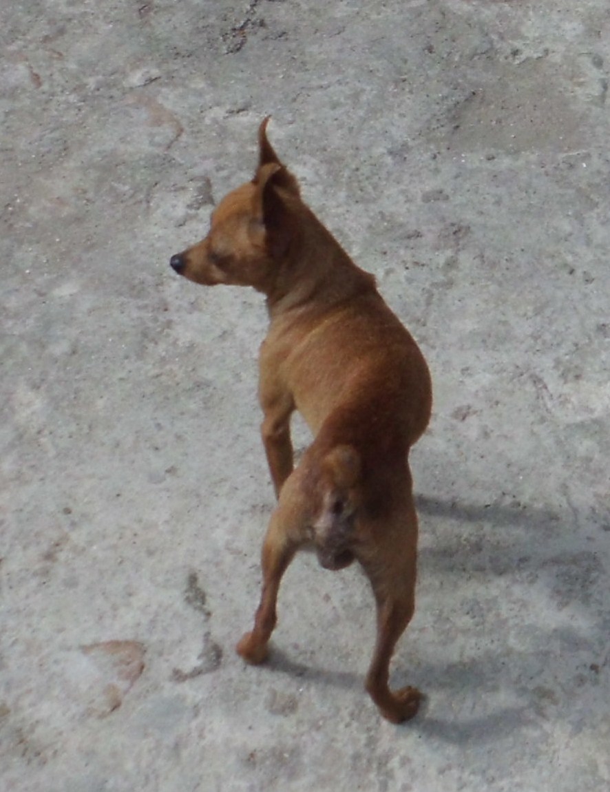 Benji The Dog Breed Dog Breeds