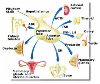 Peristiwa Kimiawi Tubuh Manusia: Sistem Hormonal (Sistem Endokrin) 2_