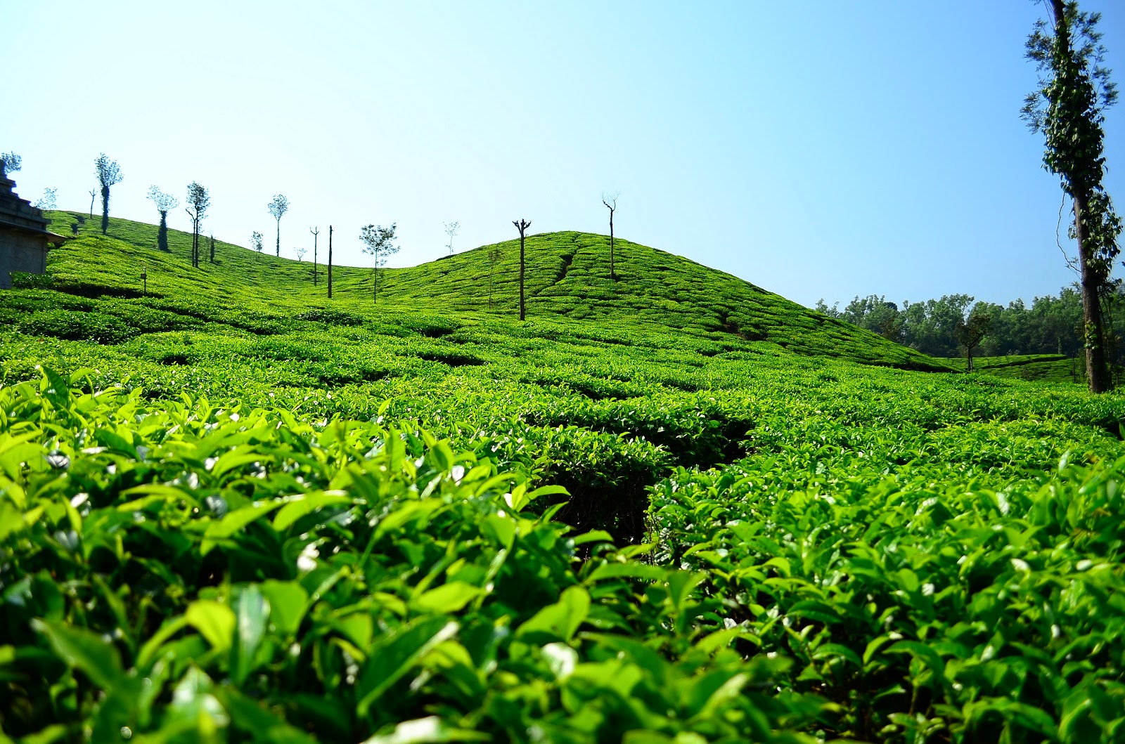 Sharath Hassan A Travelling Photographer: Samse Tea Estate near ...
