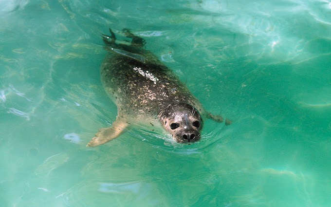 Een zwemmende zeehond