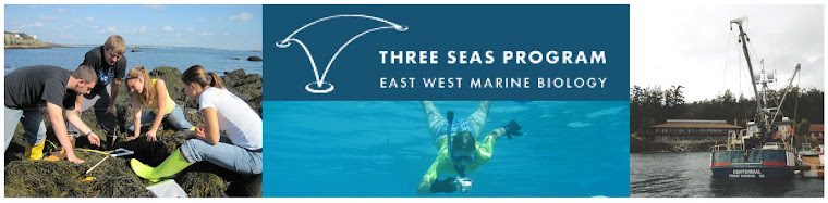 Marine Biology on Three Seas: Three Seas Marine Biology Program ...