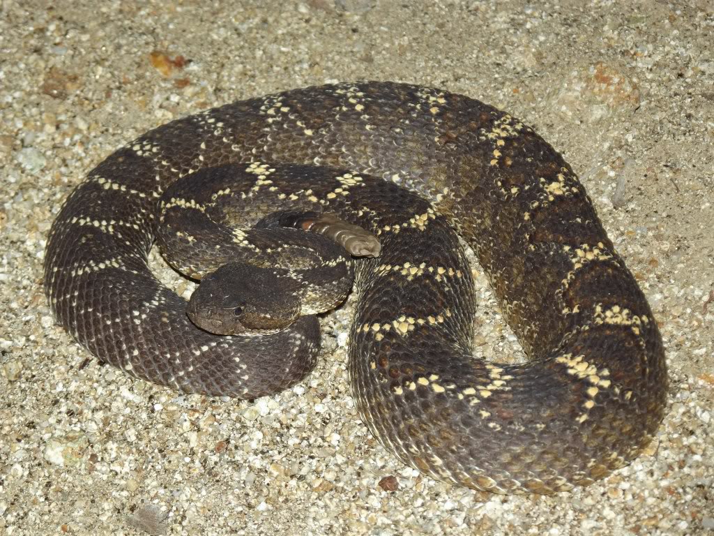 Arizona Non Venomous Snakes
