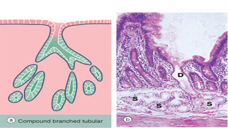 Doctors Network EPITHELIUM