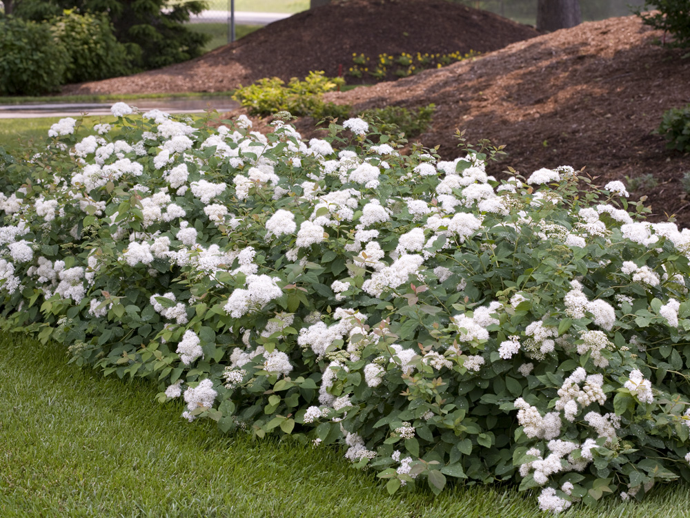 Proven Winners Colorchoice Plant Of The Week California Spring