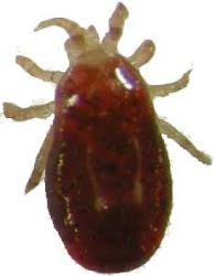 mite chickens paduchii va cu um eradicate