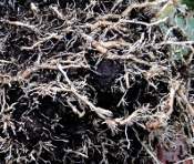 Geranium Root Rot My Broken Garden: Re-Potting Root-Bound? Geranium (Pelargonium)