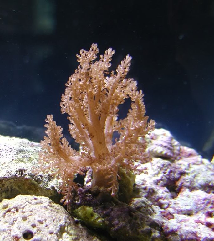 Picture of a tree coral.