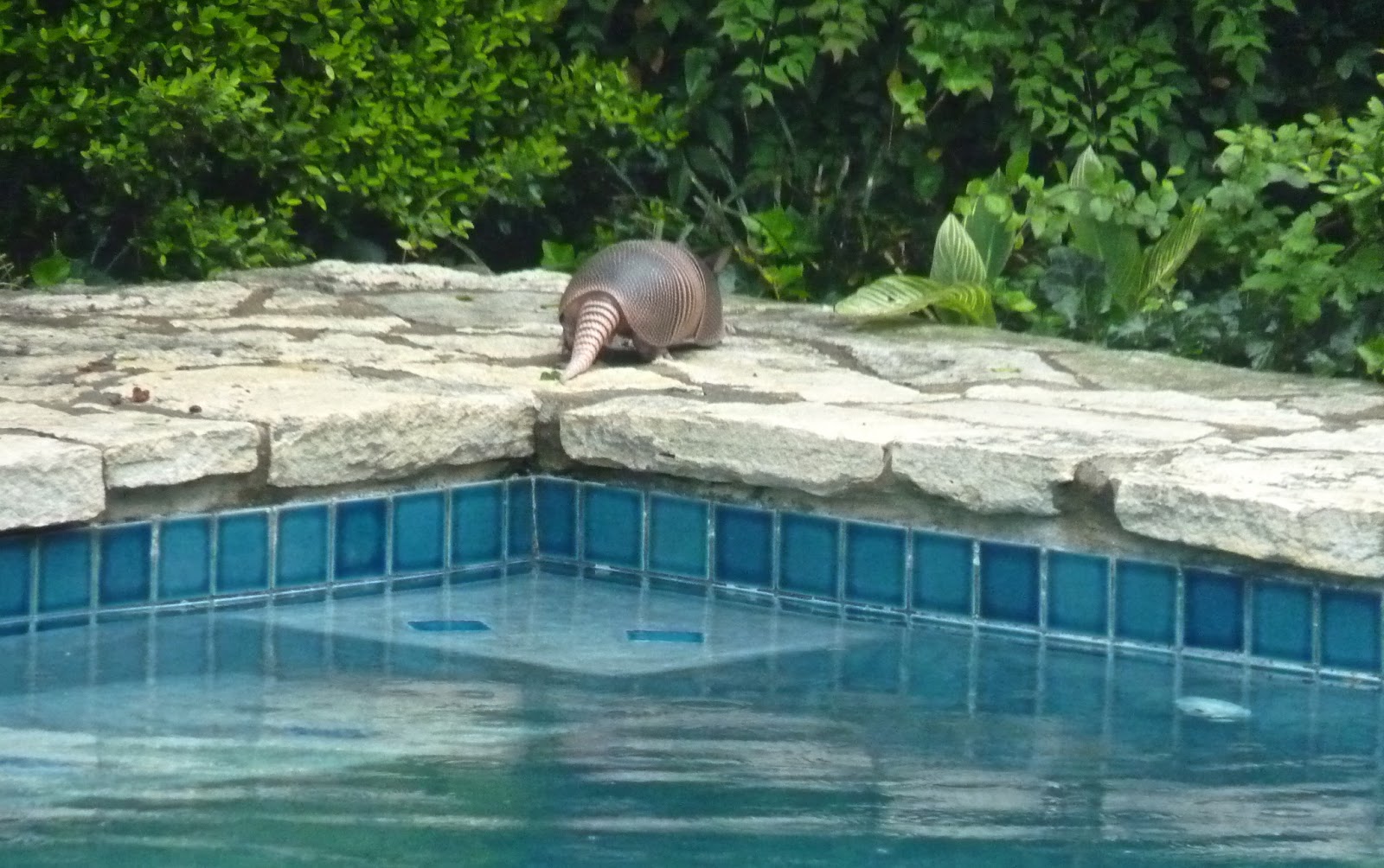austin agrodolce: Pool crashers