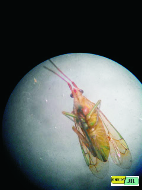 6 ways how plants protect themselves Domain Biologi