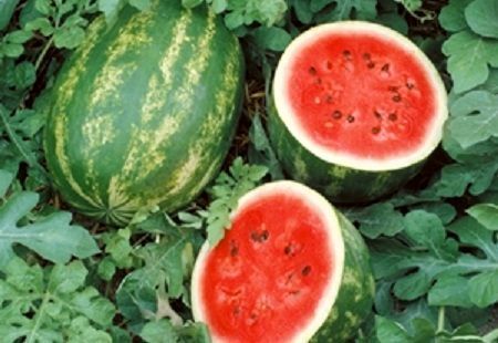 Gema Wirausaha: Petunjuk Praktis Budidaya Semangka