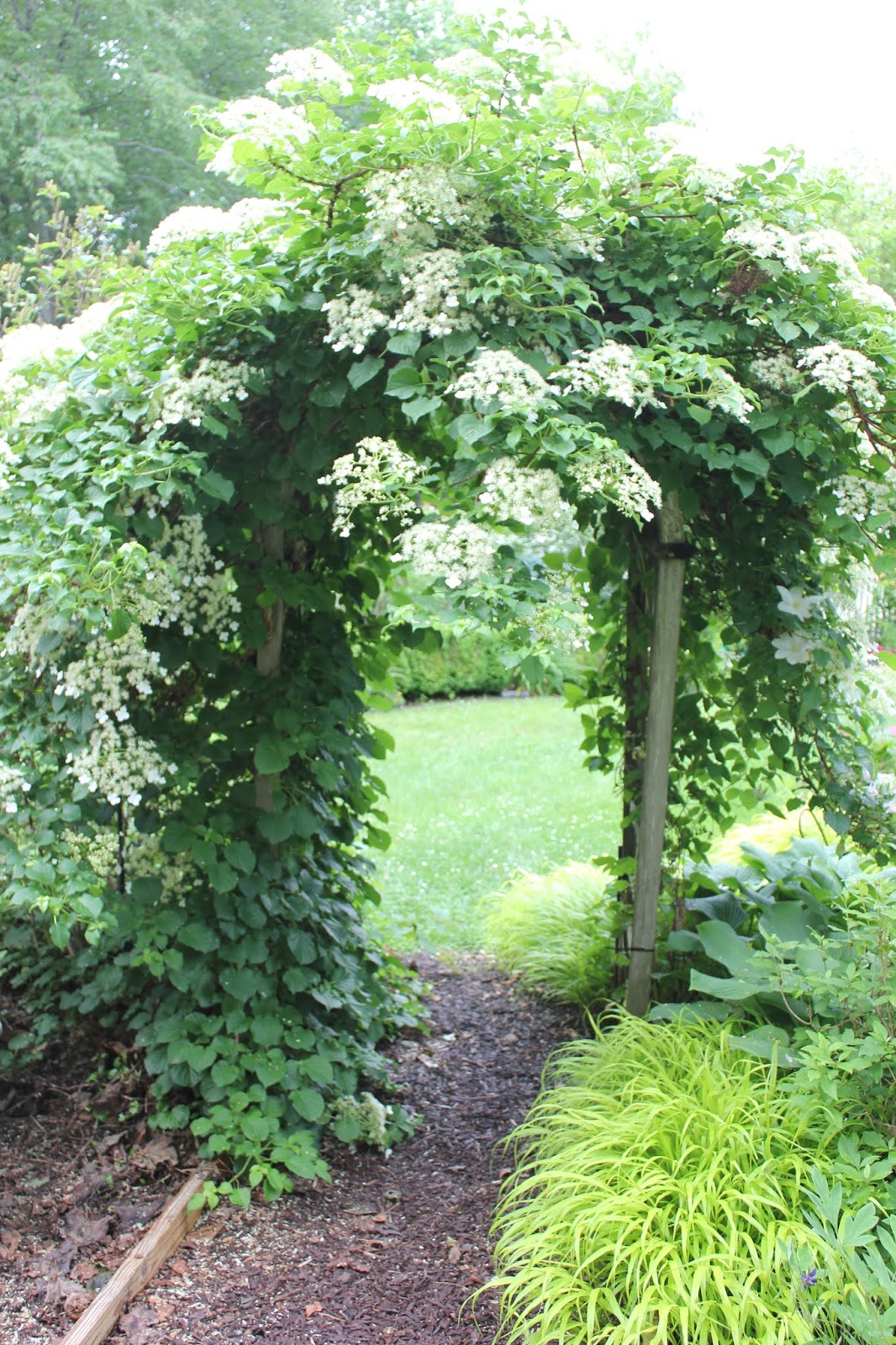 THE DELIGHTS OF A CLIMBING HYDRANGEA