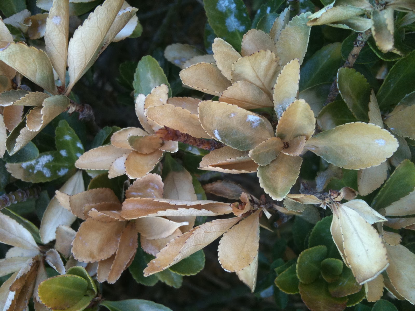 Xtremehorticulture of the Desert Control Powdery Mildew Disease