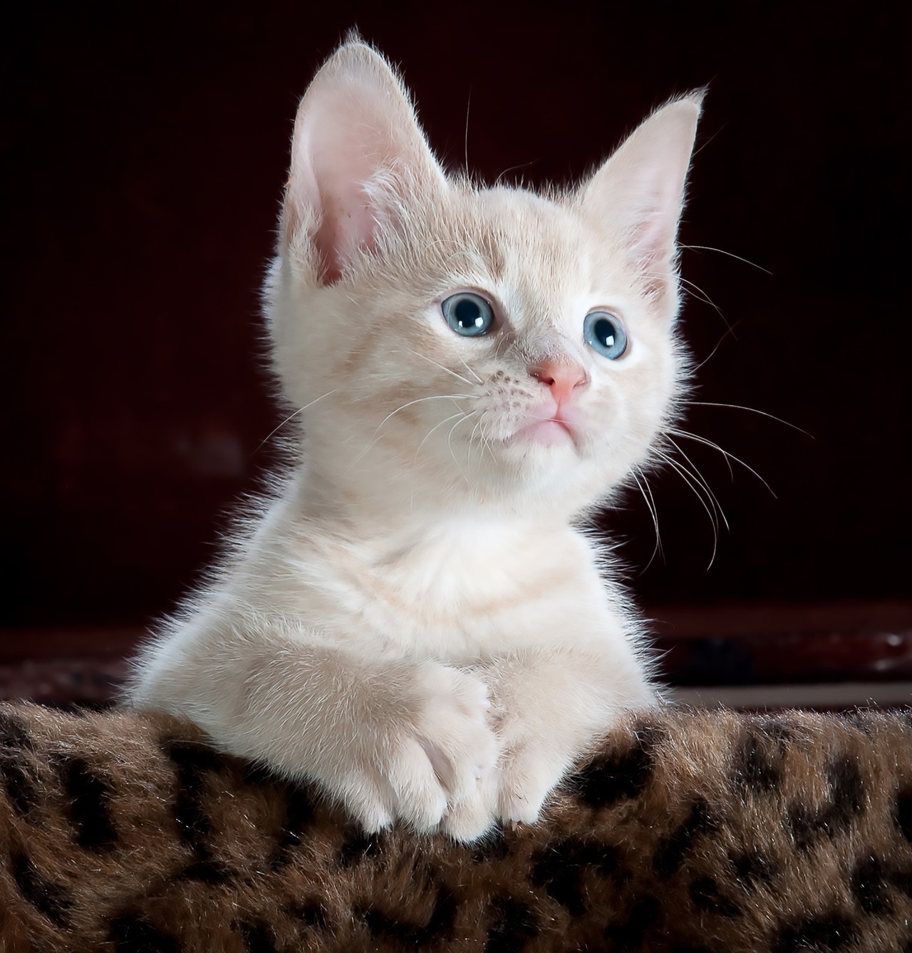 Kumpulan Foto Kucing Lucu Imut Menggemaskan Hd Hewan Gambar