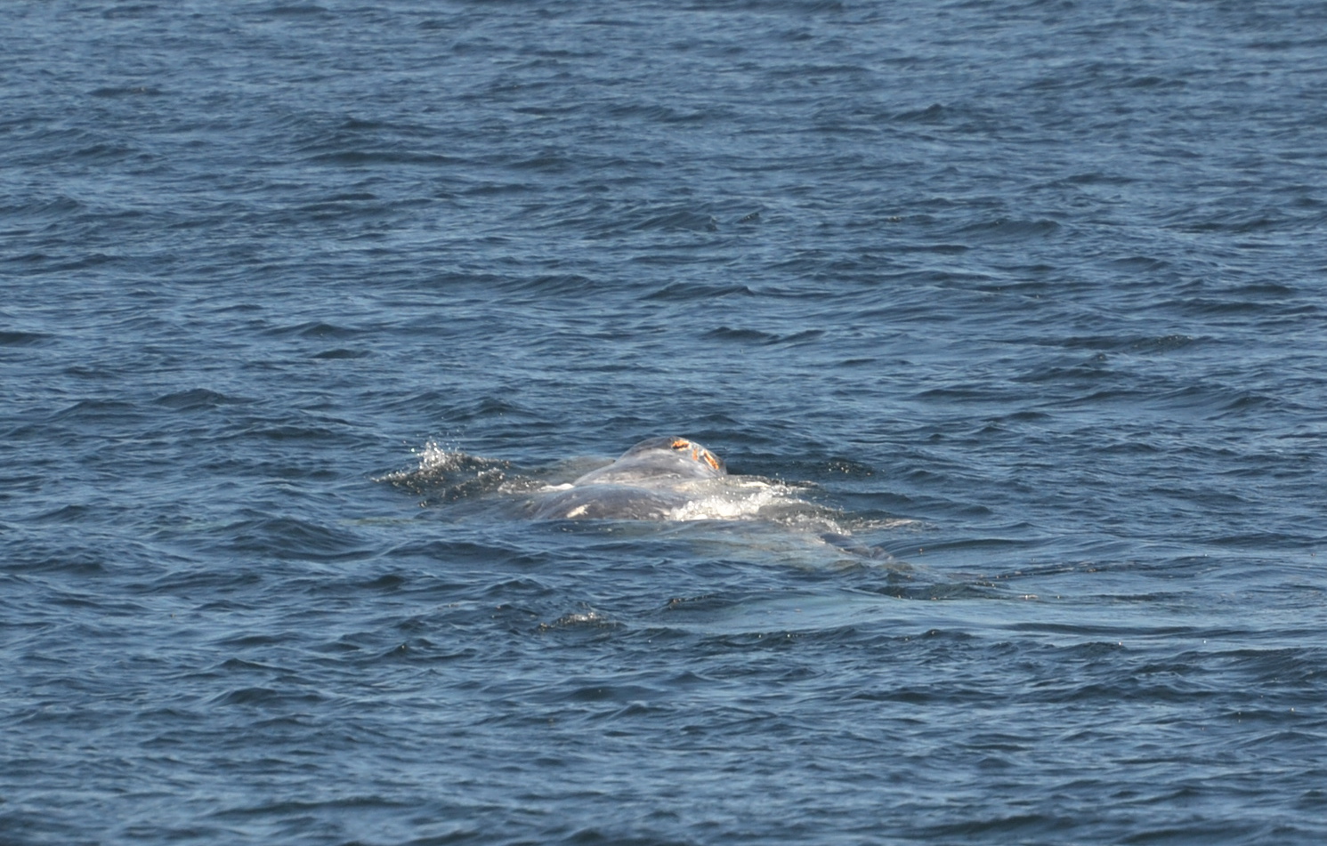 Blue Ocean Whale Watch Sightings Blog Killer Whales Bullies of the