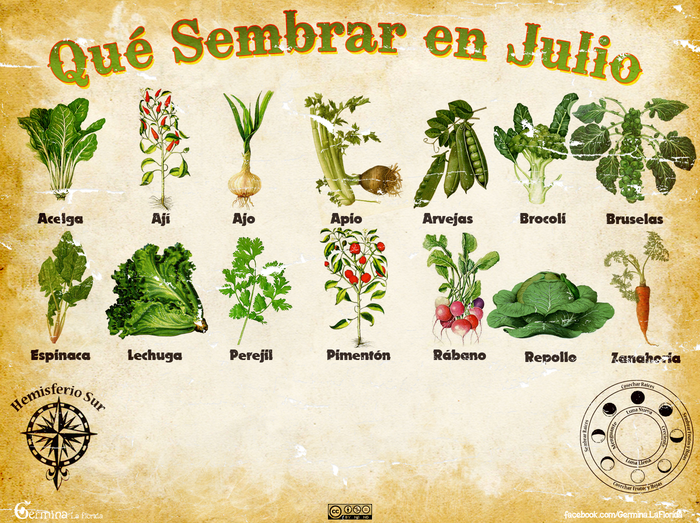 Que son las hortalizas y como se cultivan