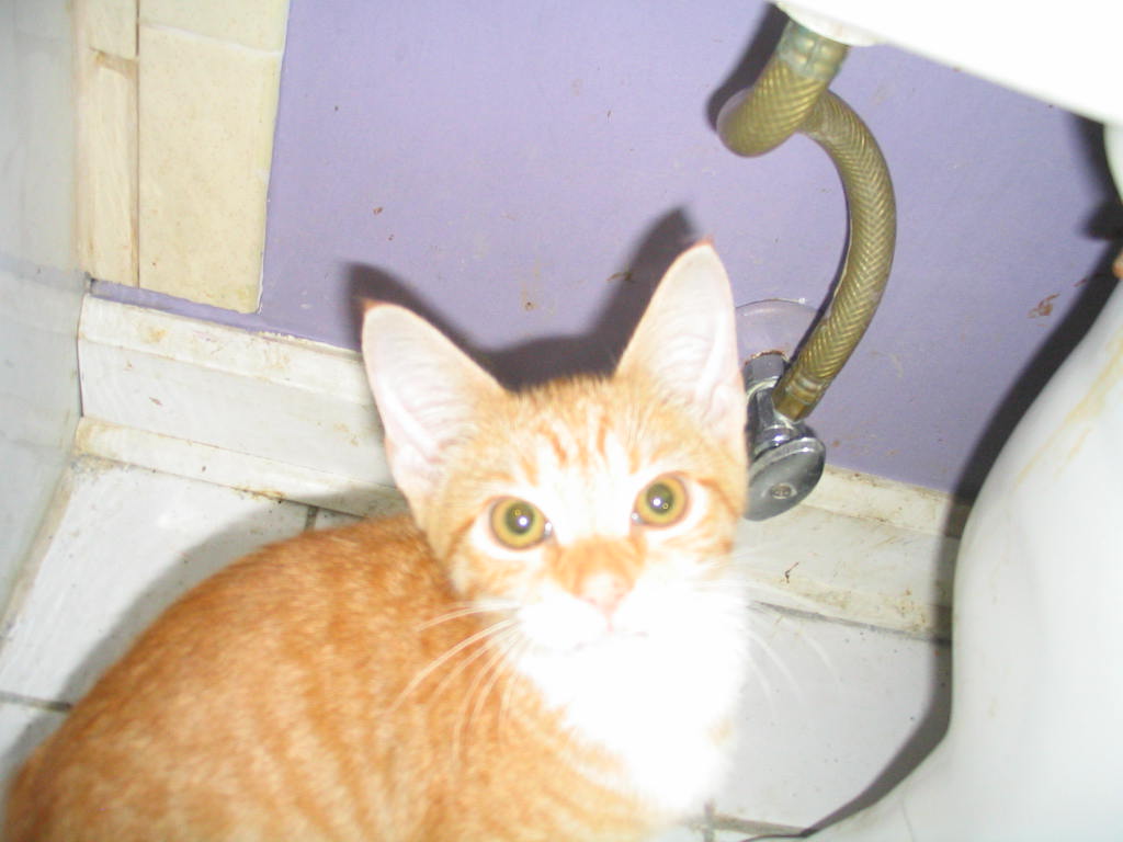 Random Felines Living with a semi feral cat