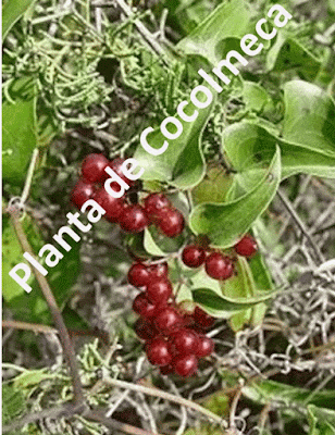 Cocolmeca planta