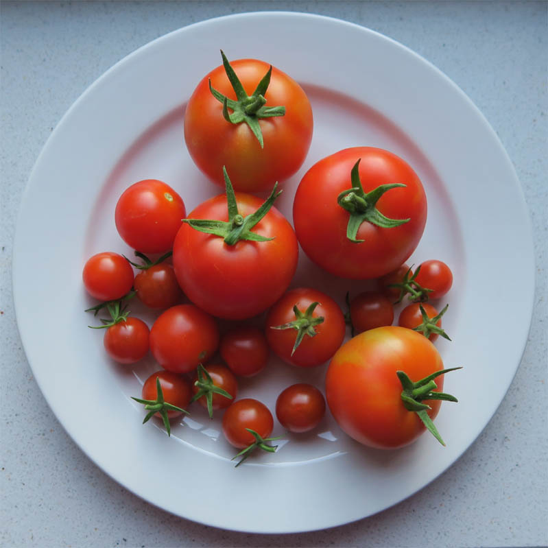 Tomaten aus dem Garten 2018 | pastasciutta.de