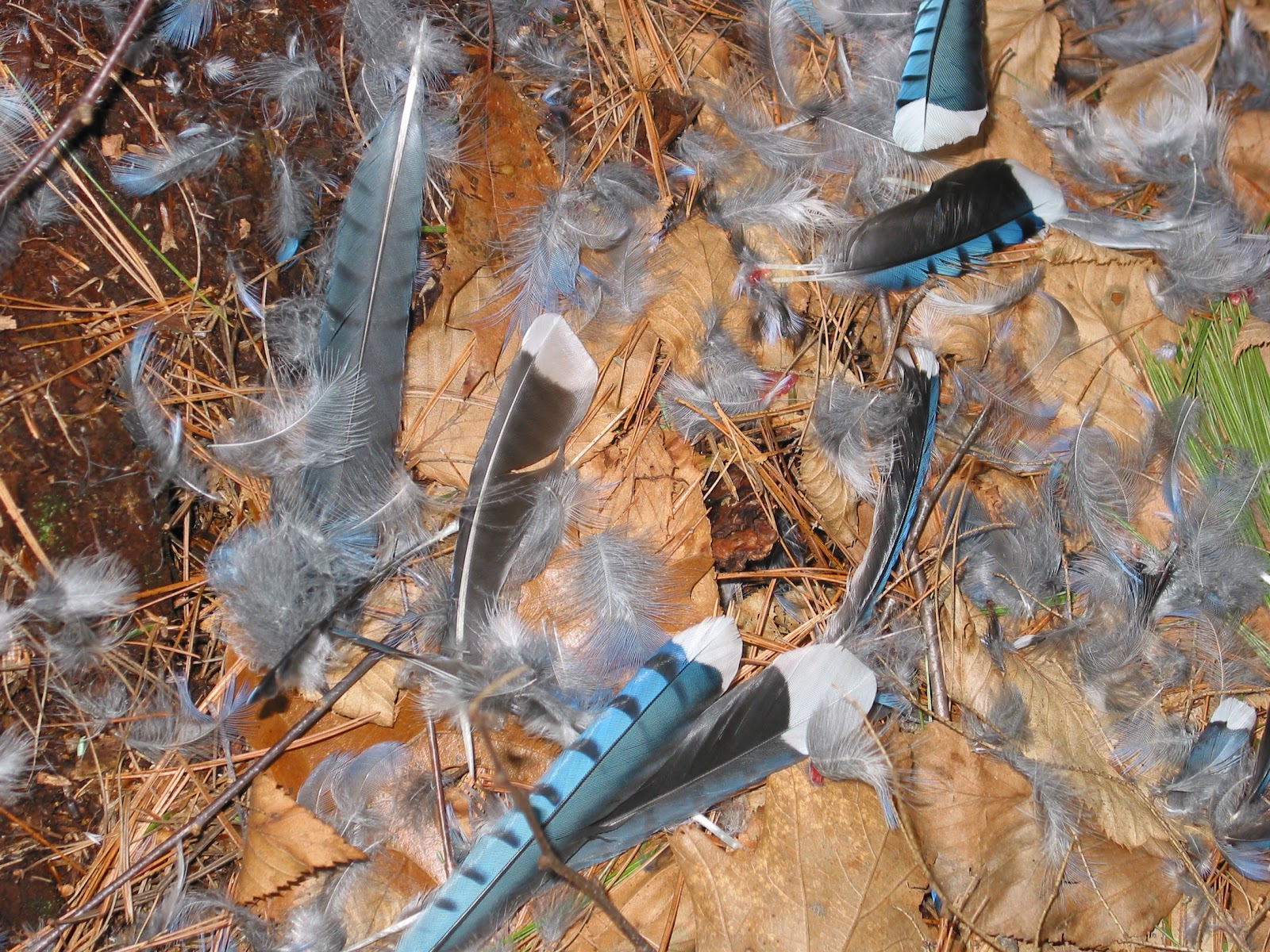Spicebush Log A Pile of Feathers