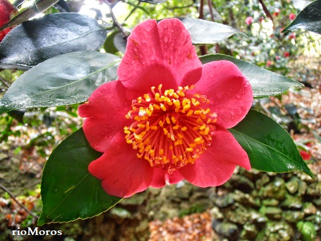 CAMELIA: Camellia japonica