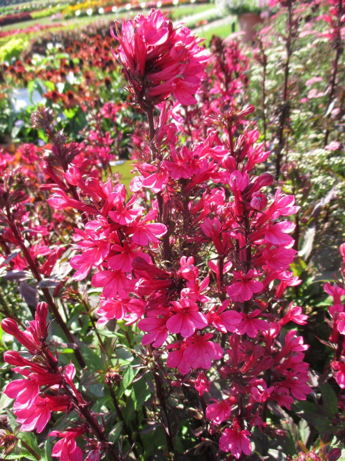 Classic Cardinal Flower Rotary Botanical Gardens